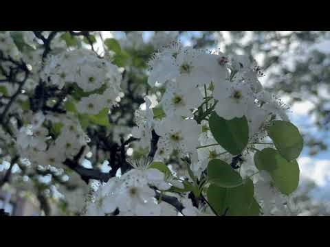 Callery Pear tree (Pyrus calleryana)