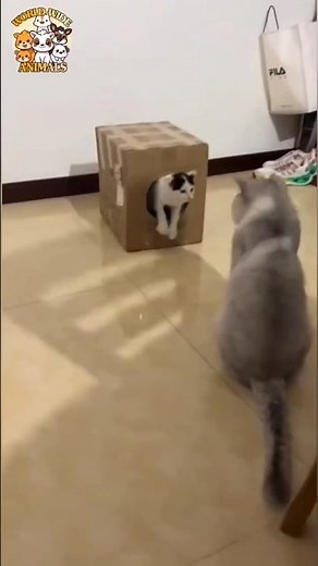😹 Cute Cat Gets Stuck! 🐾 | Funny Cat Moments | ‪@wwianimals.official‬
