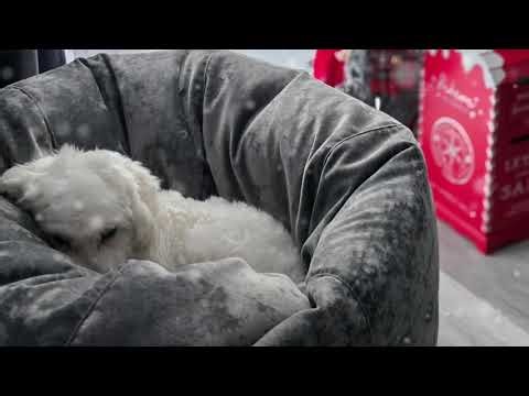 Olaf’s Dream 🐶 | KAR Relaxing Sleep Music | Bedtime Lullaby for Kids & Deep Relaxation