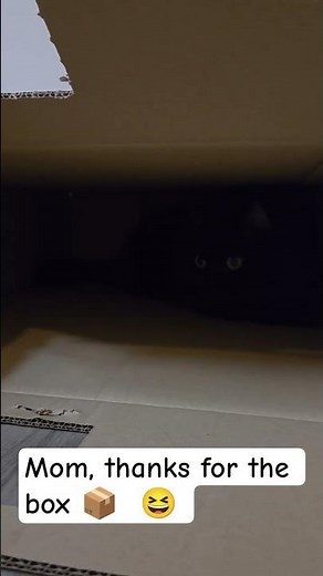 Cart for me, box for the cat 🐱