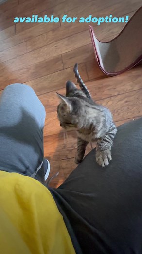 1.2K views · 53 reactions | I’m Available for ADOPTION in North...