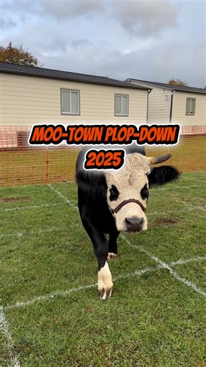 Outstanding in her field, Domino the cow, is one Dairy Queen! While Domino was in the MYP field gearing up for her perfomance, the calf-eteria had moo-jestic vibes with food, games, and a pumpkin contest! Cow-culator Moo-Town Plop-Down raised a total of $6,769.35! This goes to vital programs for OTA. But more than that, this event feels like a big OTA cow-munity celebration that we’re always udderly excited about! A cow-losal thank-moo to: Grocery Outlet For your cow-ntless acts of generosity th