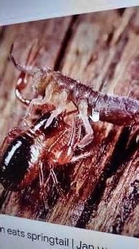 Pseudoscorpions Inject Venom Through Their Claws #creatures #shocking