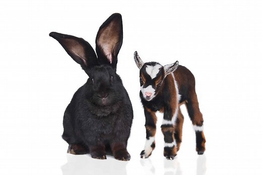 Continental vs Flemish Giant Rabbits: Key Differences To Tell Them Apart