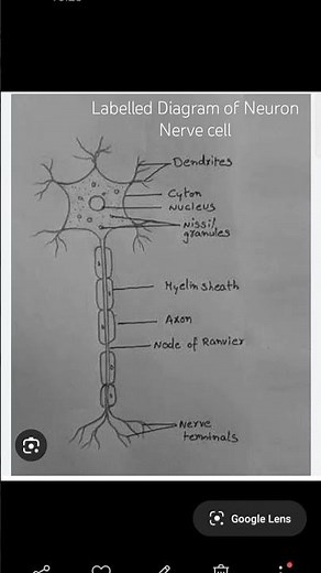 Labelled Diagram of Neuron (Nerve cell) # science