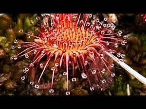 Temperate Sundew / Drosera care over winter