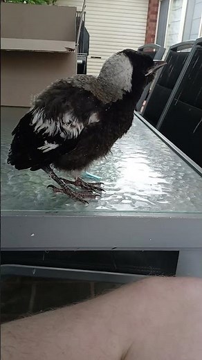 Baby Australian Magpie
