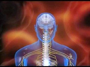 Development in Cognitive Sciences : Brain - DD National