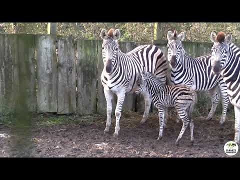 Naissance d'un zèbre