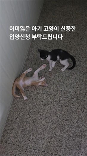 어미잃은 아기 고양이 신중한 입양신청 부탁드립니다. 한국동물구조복지협회 동행케어입양센터 멍멍이삼촌 멍멍이삼촌과동행 캣맘 캣대디 cat pet cats 길고양이 반려묘 고양이입양