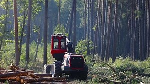 Lumber Industry Timber Industry Process Cutting Stock Footage Video (100% Royalty-free) 1032399293 | Shutterstock