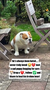 He’s always been hated… never truly loved 😢💔 Just a sad puppy begging for care 🐶Drop a ❤️, Follow ✅ and Share to heal his broken heart 💕#SadPuppy #TearfulEyes #EmotionalDog #HeartbrokenSoul #RescueLove #DogReel #SadDogStory #AnimalLover #DogCommunity #LonelyPuppy #AdoptDontShop #InnocentSoul #DogsNeedLove #PuppyTears #HeartTouchingReel #SadAnimalReel #FollowersForPaws #LoveForDogs #SupportStrays #FollowAndShare | Snout Stories