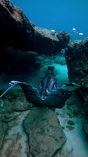 54K views · 1.6K reactions | Would you follow a mermaid to the depth of the sea  #professionalmermaid #mermaid #reels #siren tail by Merbella Studios Inc. | Mermaid Sirenity | Facebook