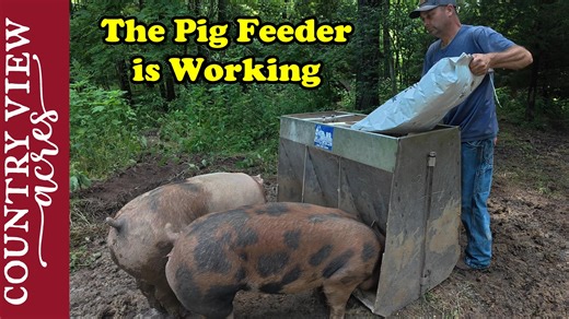 The Cattle are Grazing Sorghum Sudan Grass and The Pig Feeder is Working Better. Buy T-Shirts and Hoodies on Our Website: https://www.countryviewacreshomestead.com Our Amazon Shop full of great Homesteading items: https://www.amazon.com/shop/countryviewacres TYM Tractors: https://tym.world/en-us/ The Tractors we use are the TYM 2515 - 24 Horsepower compact tractor TYM T654 - 67 horsepower compact utility Tractor J.I. Case 730 (1961) Allis Chalmers D17 Series 1 (1959) E-mail us at: countryviewacr