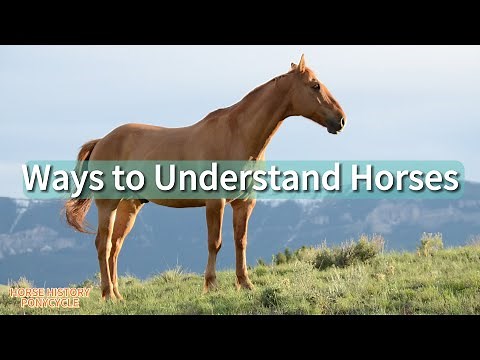 Horse Behavior: Understanding the Language of Equines|Body Language |Vocalizations|Scent|Hierarchy