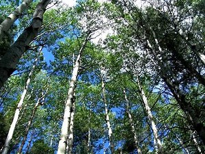 Do Trees Sing?