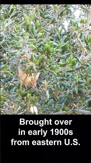 Eastern Fox Squirrel Foraging #wildlife #california