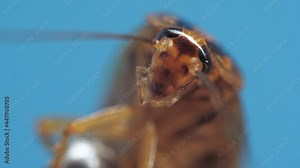 Macro footage of cockroach head with big eyes and moving chelas on blue background. Closeup view under microscope of brown insect hold by metal tweezers against greenscreen. Creepy beetle in research.