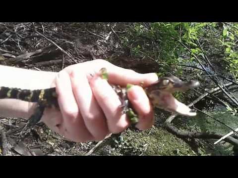 Baby alligator calling Mom