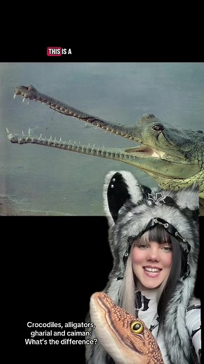 Crocodiles vs Alligators vs Gharials vs Caiman Explained