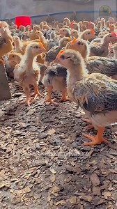 Local chicken Farming!!! | Rodney Ambe