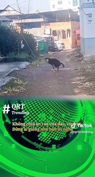 Không ăn rau: Đau, rát và bài học