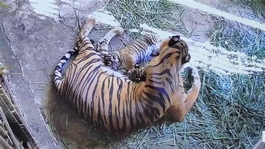 Endangered Sumatran tiger gives birth to 2 cubs at wildlife park in Indonesia