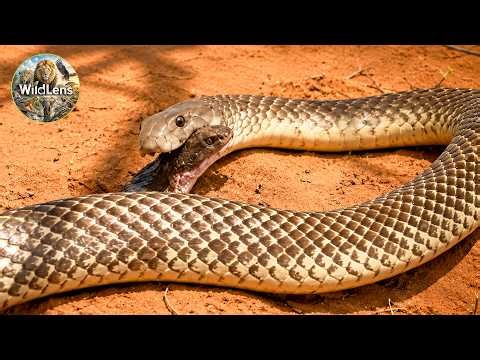 Terrifying Moments When King Cobras Hunt and Cannibalize Their Own Kind | Animal Attacks