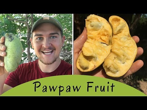 How To Find Pawpaw, North America's Tropical Fruit