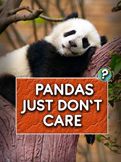 Pandas: Masters of Sleeping Anywhere, Anytime
