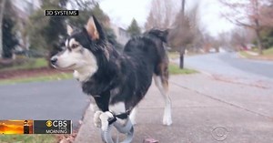 Dog receives prosthetic legs made by 3D printer