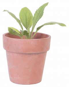 How do I Start Cuttings in Vermiculite?