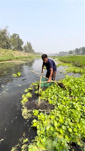 Village Boys are Catching small Fishes from River by Triangle Net