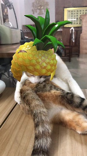 Adorable Pineapple Cat Compilation - Funny and Cute Kittens Videos