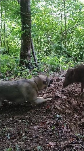 【猟犬見習い】紀州犬6ヶ月#狩猟#猟犬#イノシシ#wildboar #huntingdog #日本犬