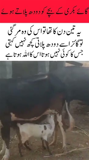 Amazing Bond: Cow Feeding Milk to a Baby Goat 🐄🐐