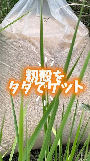 籾殻がタダ！？ジモティーで家庭菜園アイテム入手 #ジモティー#籾殻#家庭菜園