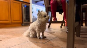 They say you shouldn’t feed your dog from the table..... | Norbert