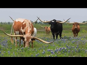 World’s Most Impressive Longhorned Cattle - You’ve Never Seen Horns This Massive!