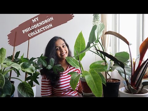 MY BEAUTIFUL PHILODENDRON COLLECTION | MOST BEAUTIFUL PHILODENDRONS