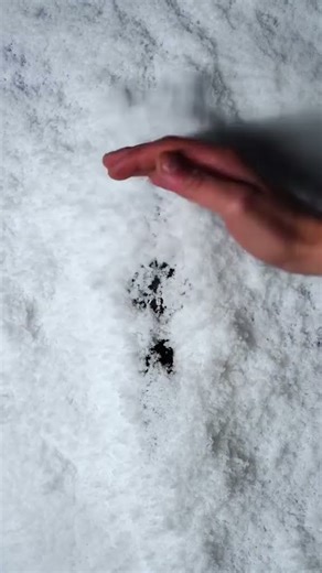 Setup vs Final Shot: Citizen Promaster Altichron