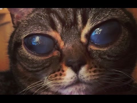 10 NAJBARDZIEJ NIEZWYKŁYCH ZWIERZĄT NA ŚWIECIE