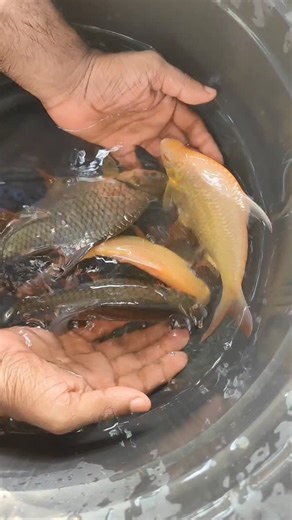 AngelWingsfishFarmofficial on Instagram: "Tinfoil barb fish"