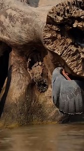 Best Animal Planet on Reels