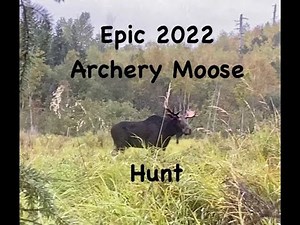 Archery Moose Hunt 2022