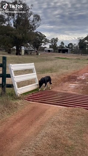 Milo vs Rams #farmsadvice