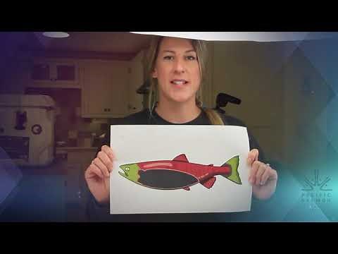 Salmon Anatomy and Dissection w/ PSF Biologist, Nicole Frederickson