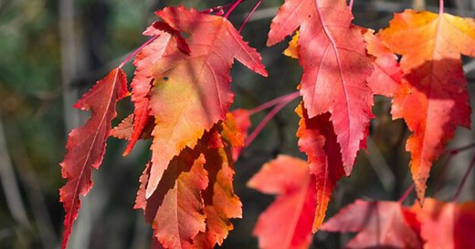 Flame Amur maple might be scruffy, but it has moments of fiery glory — and some perfect spots in the landscape