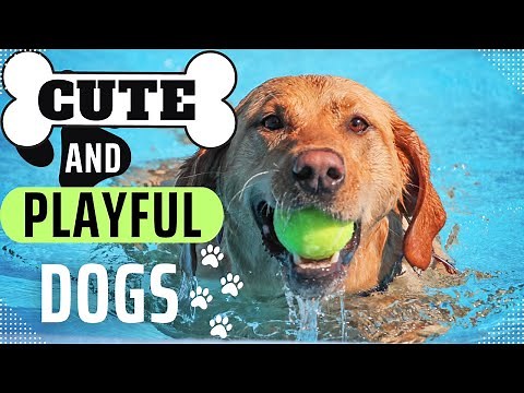 Adorable Puppies and Playful Dogs: A Heartwarming Compilation