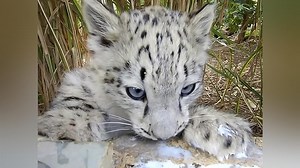 Watch Mega Zoo Season 1 | Prime Video